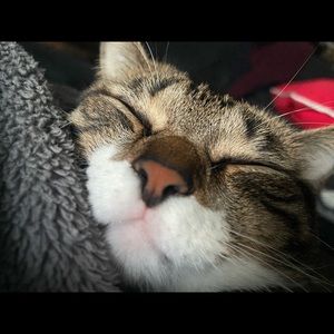 Meet your Posher, Chase